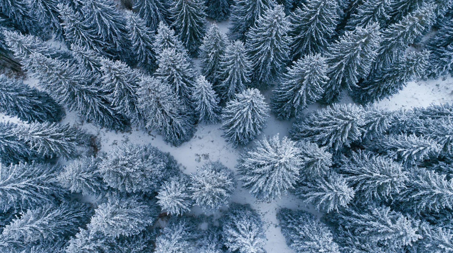 Aerial top-down view of snow-covered conifer forest canopy
