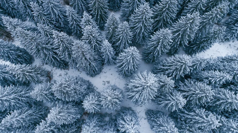 Aerial top-down view of snow-covered conifer forest canopy