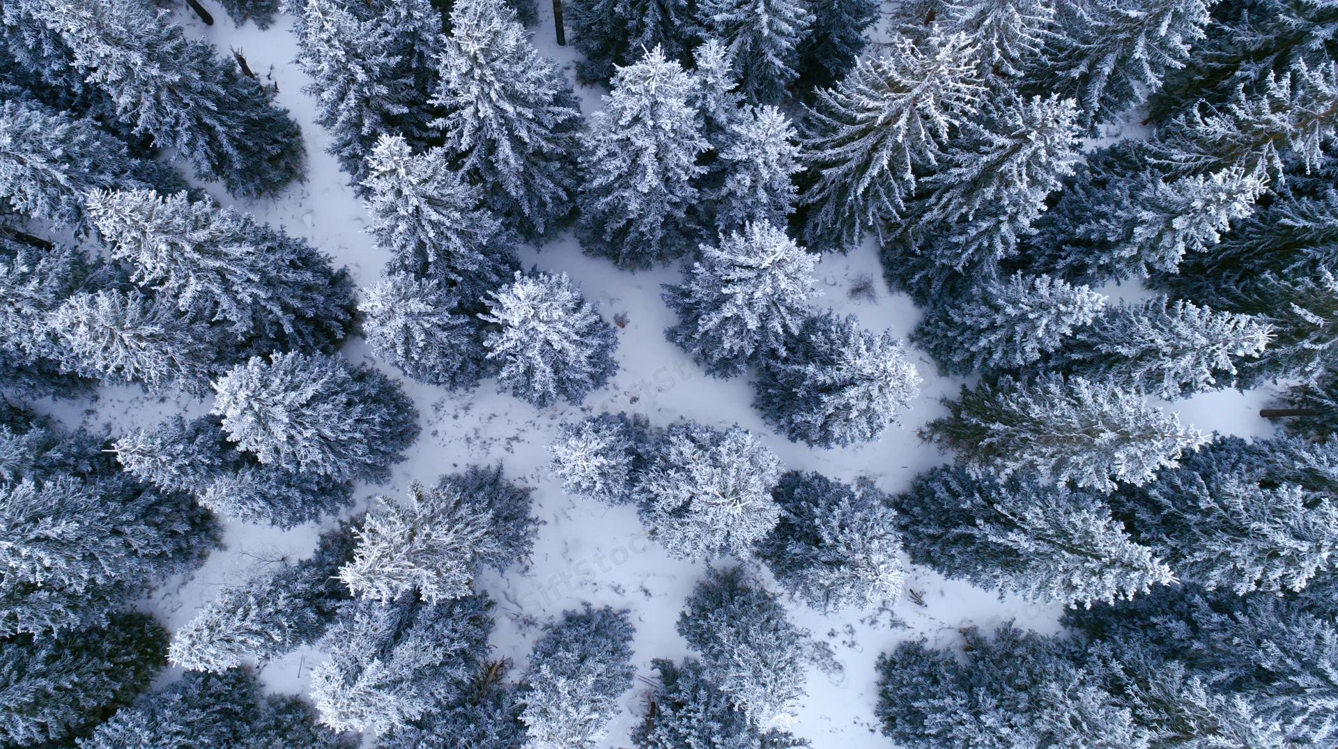 Aerial top-down view of snow-covered conifer forest in winter