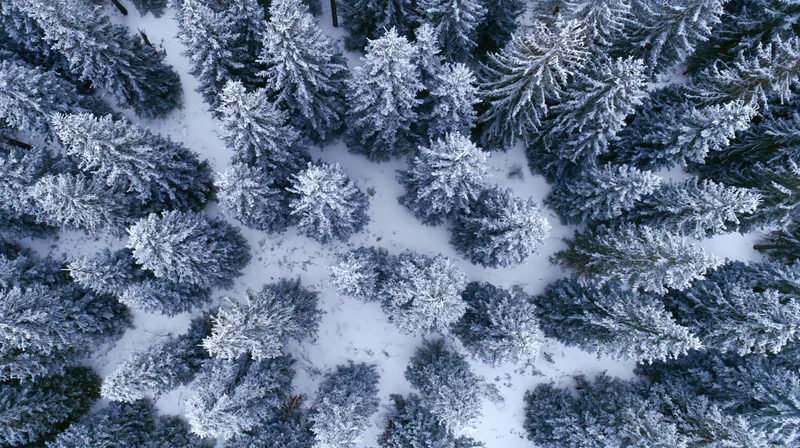 Aerial top-down view of snow-covered conifer forest in winter