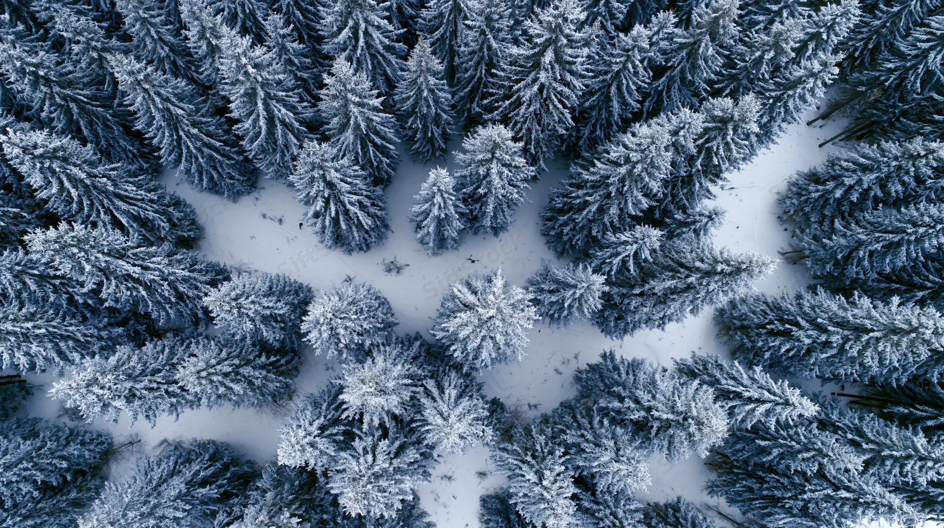 Aerial top-down view of snow-covered conifer forest in winter