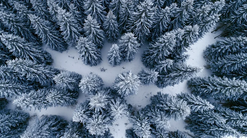 Aerial top-down view of snow-covered conifer forest in winter