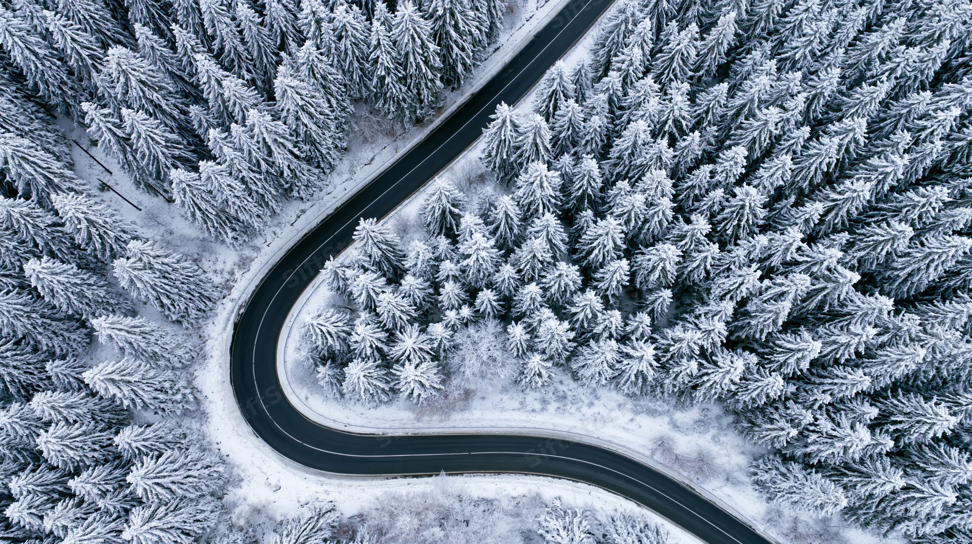 Winding road cutting through snow-covered pine forest from aerial view