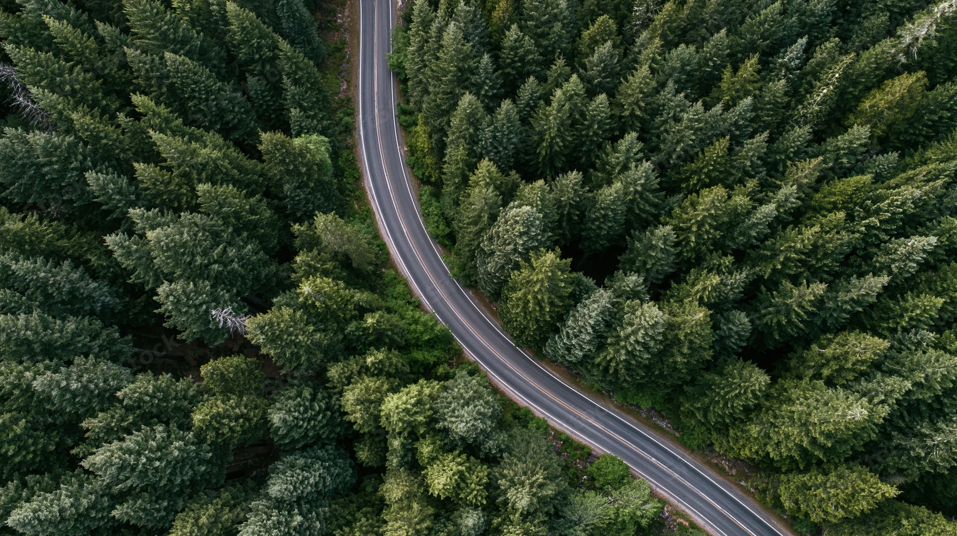 Winding road through dense pine forest from aerial top-down view