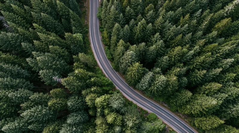 Winding road through dense pine forest from aerial top-down view