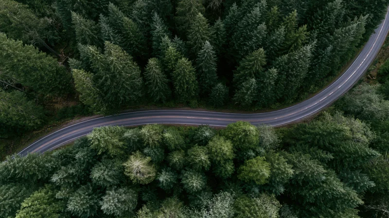 Aerial top-down view of a winding two-lane road through a dense evergreen forest