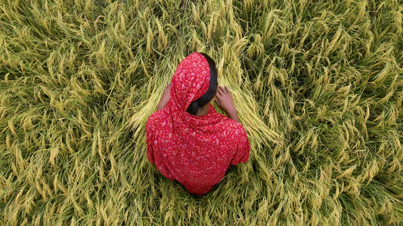 Woman harvesting rice in a field from above