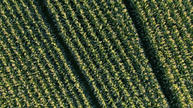 Aerial top-down view of mature corn field rows stretching across farmland under sunlight