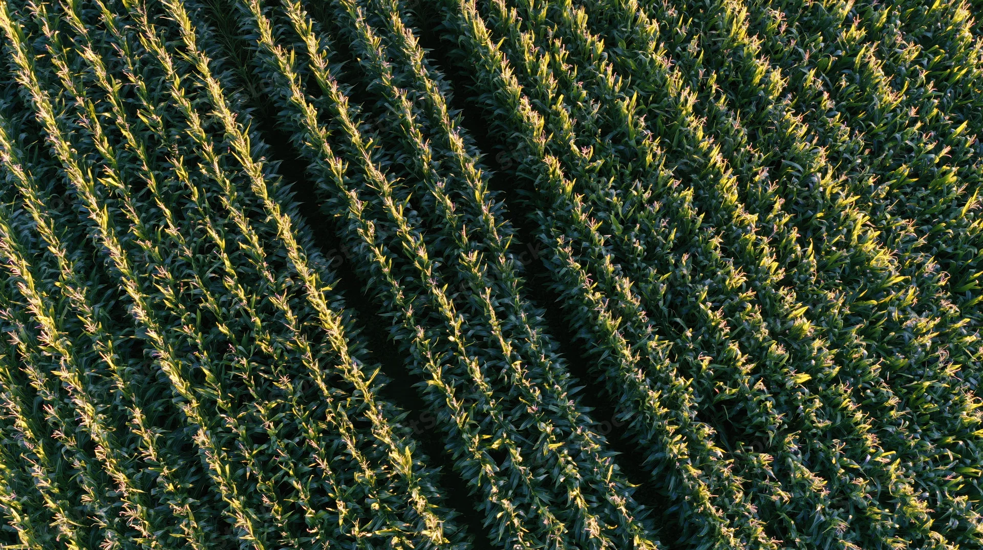 Aerial top-down view of mature corn field rows stretching diagonally across farmland in sunlight