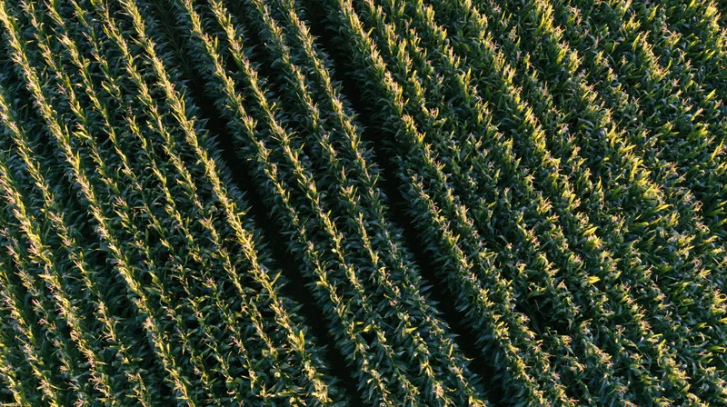 Aerial top-down view of mature corn field rows stretching diagonally across farmland in sunlight