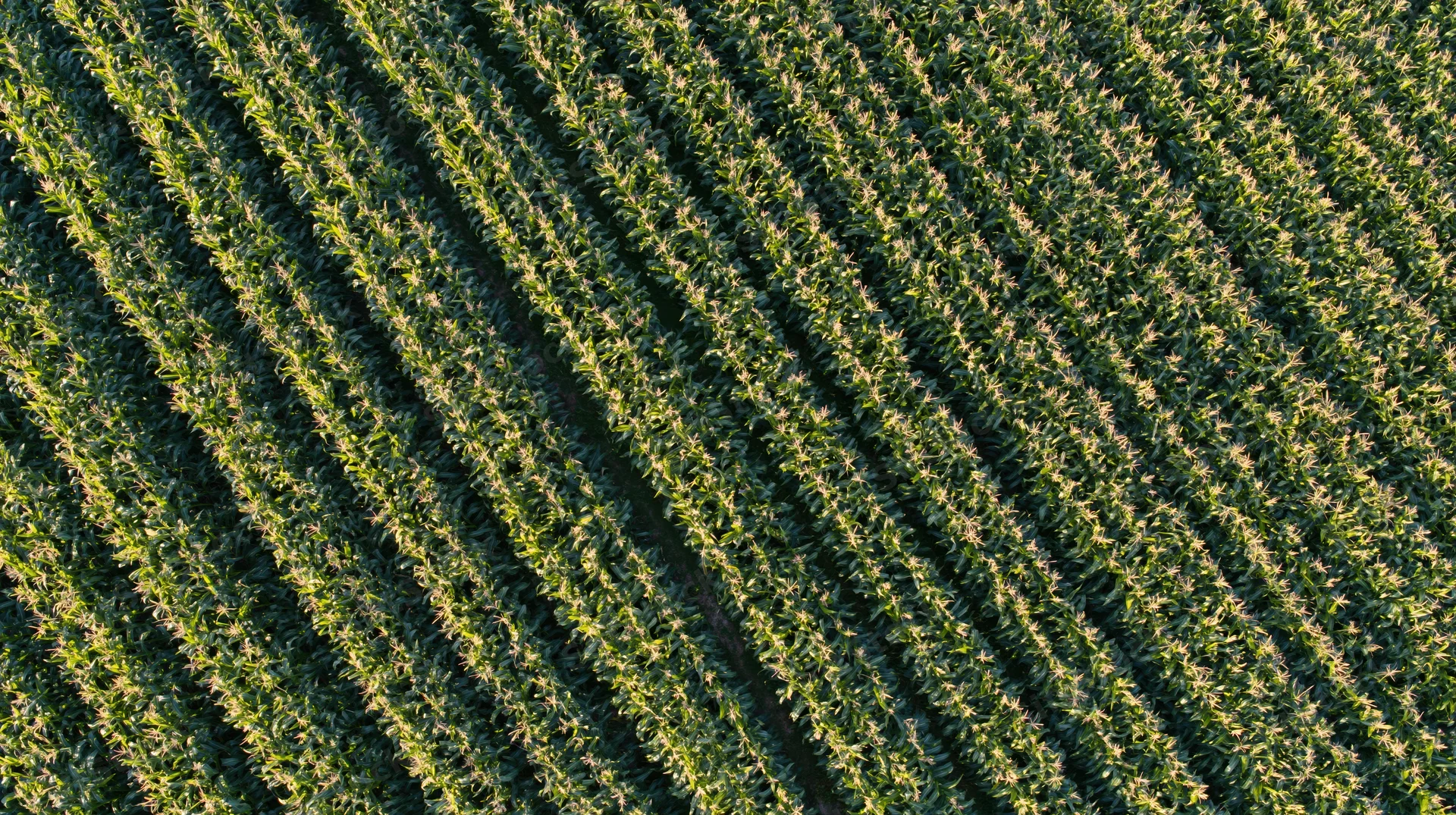 Aerial top-down view of mature corn field rows stretching diagonally across farmland