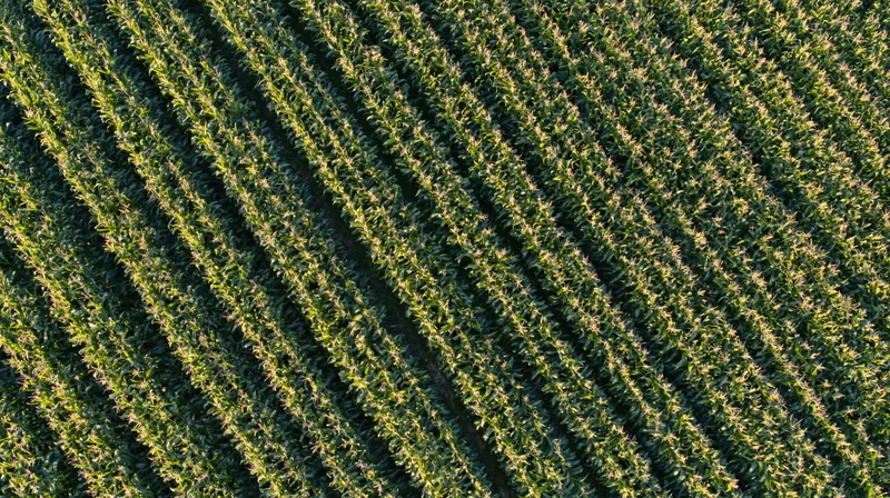 Aerial top-down view of mature corn field rows stretching diagonally across farmland