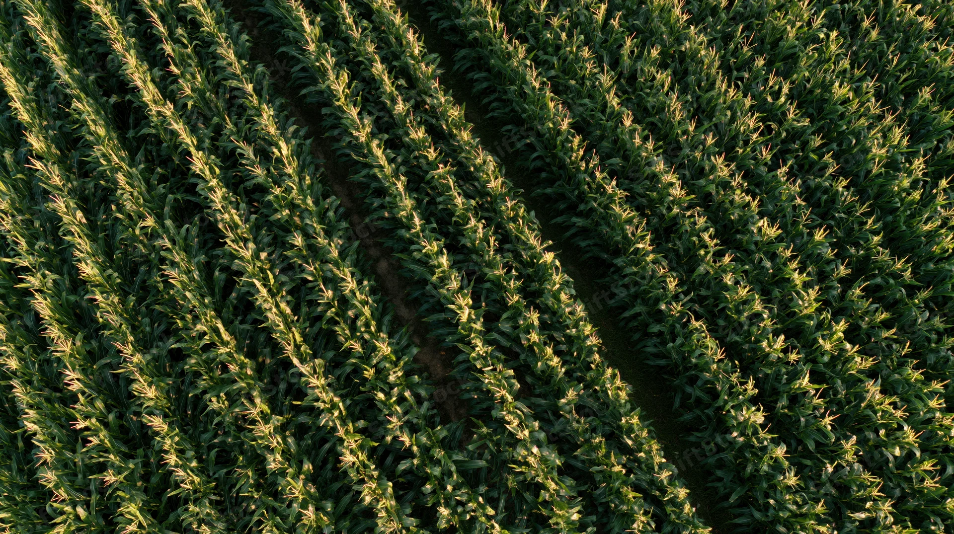Aerial top-down view of mature corn field rows stretching diagonally across farmland