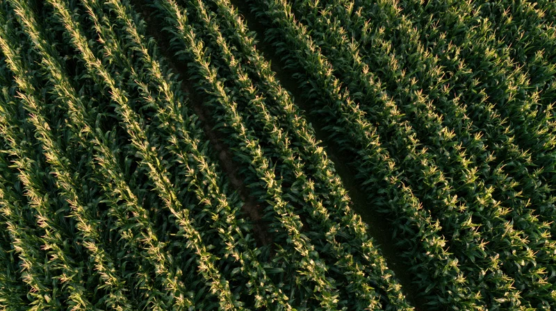 Aerial top-down view of mature corn field rows stretching diagonally across farmland