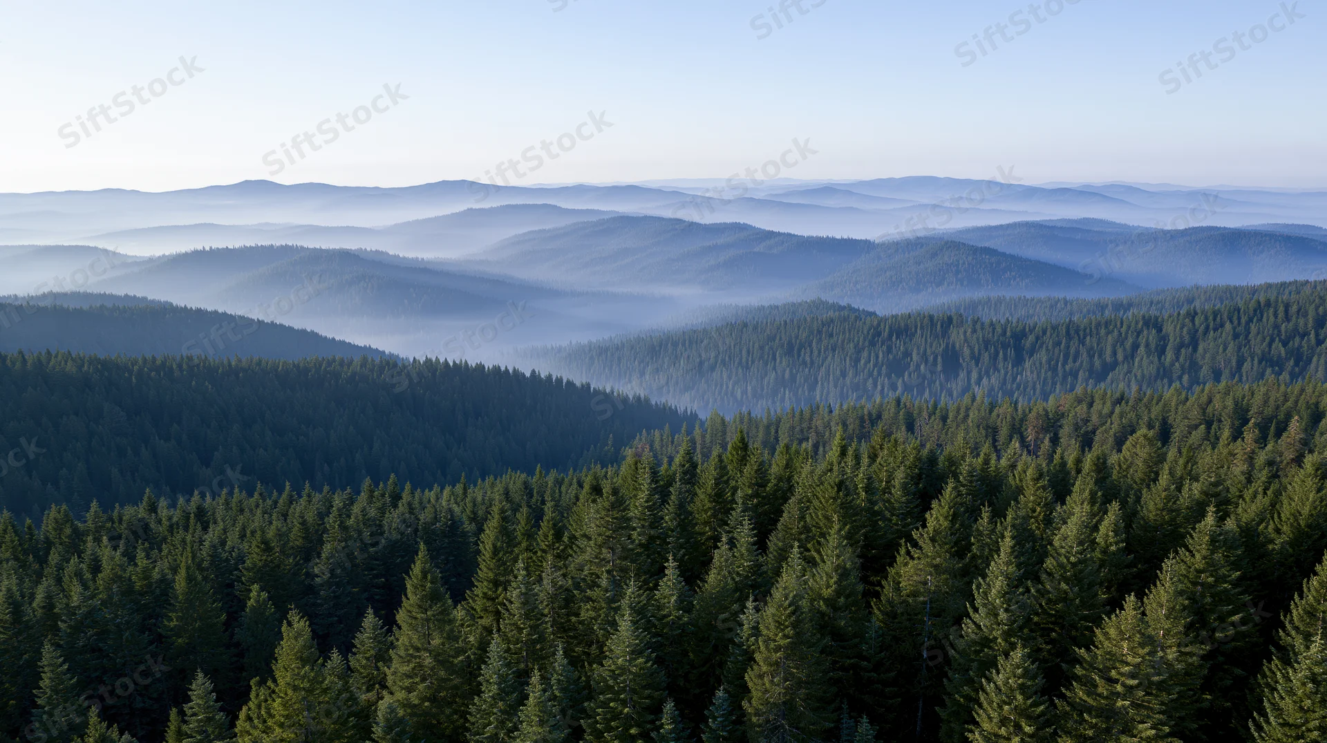 Aerial view of a vast conifer forest stretching across rolling hills and valleys under a hazy sky