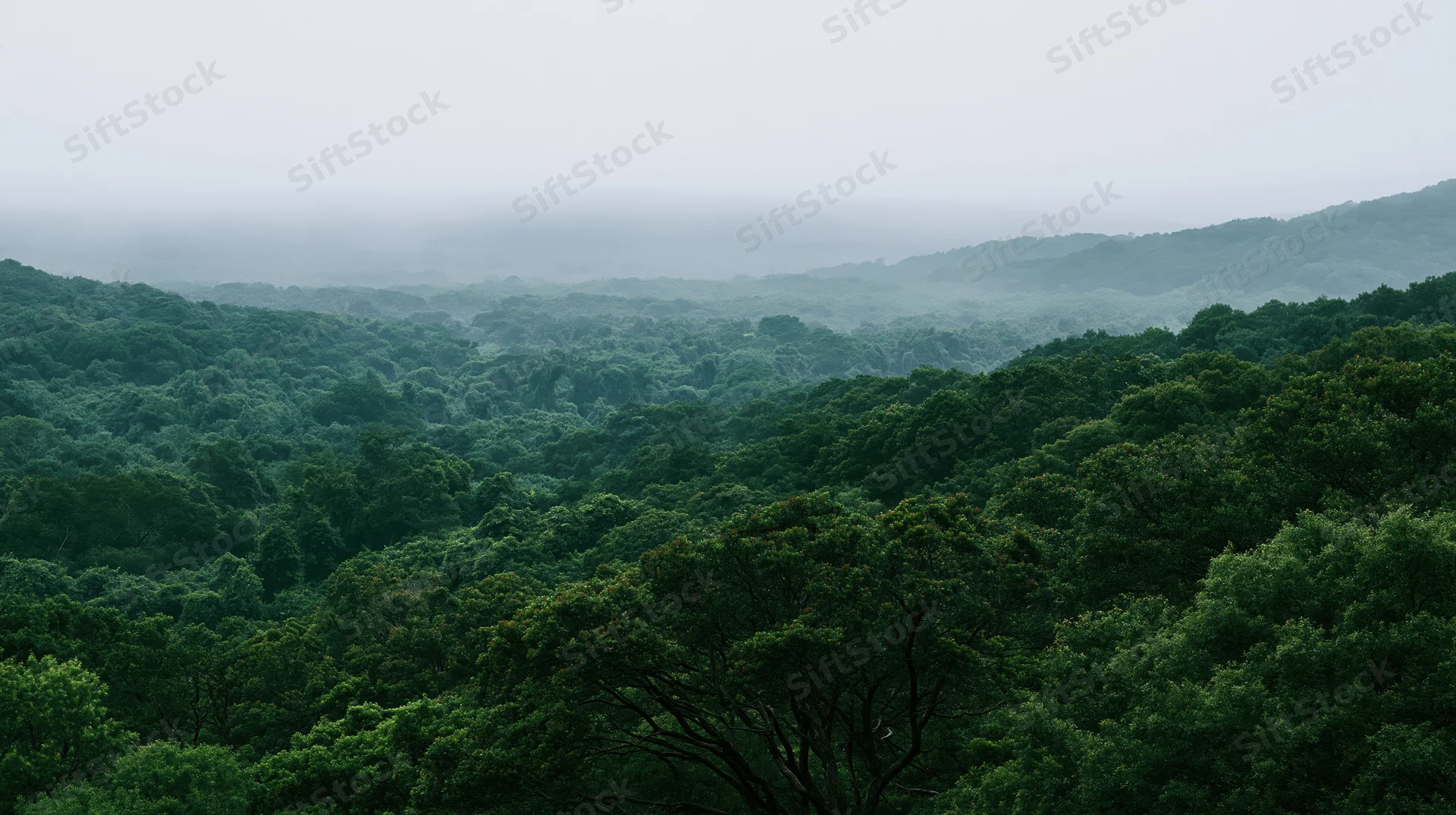 Aerial view of dense tropical forest canopy stretching over rolling hills under misty sky