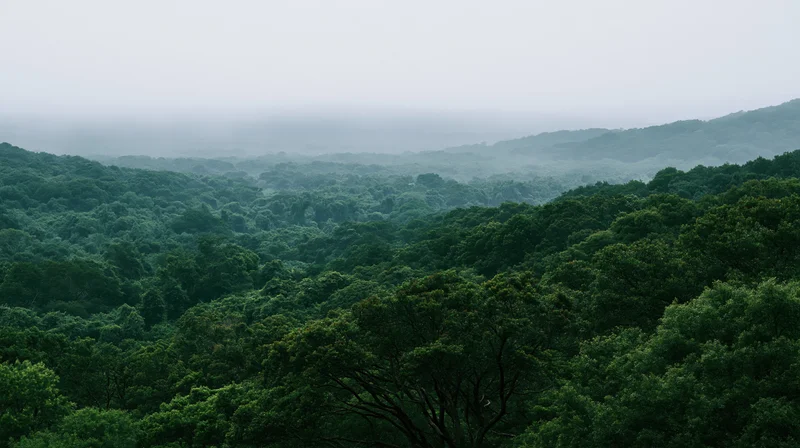 Aerial view of dense tropical forest canopy stretching over rolling hills under misty sky