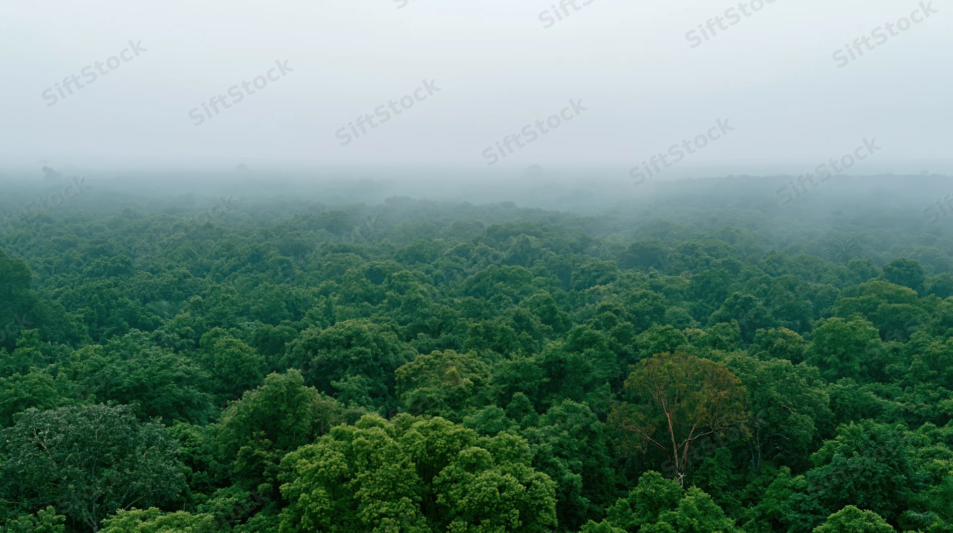 Aerial view of dense tropical forest canopy covered in mist