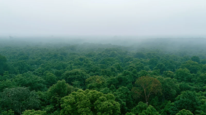 Aerial view of dense tropical forest canopy covered in mist