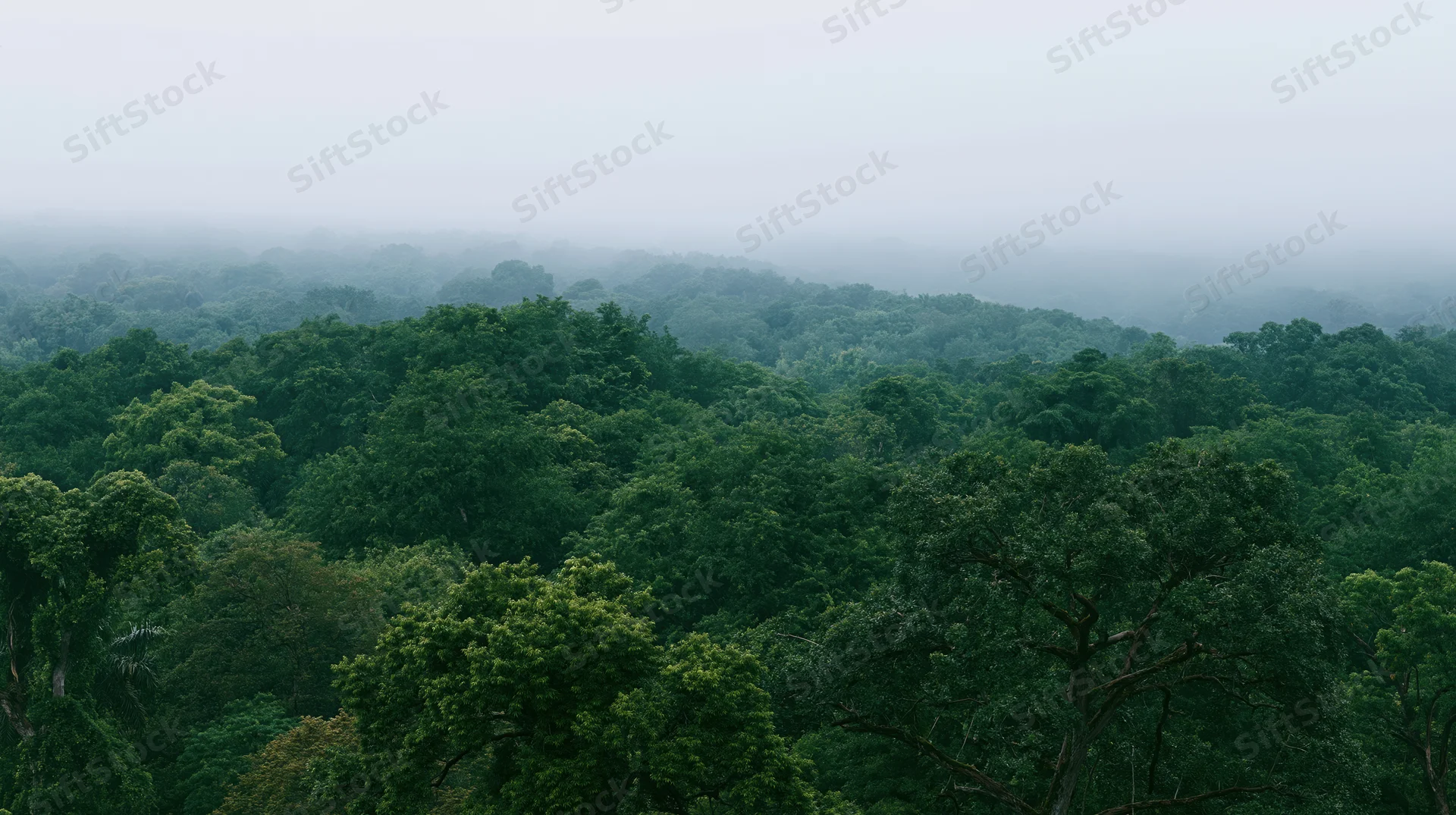 Aerial view of dense tropical forest canopy covered in mist