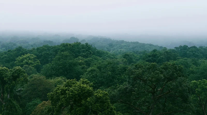 Aerial view of dense tropical forest canopy covered in mist