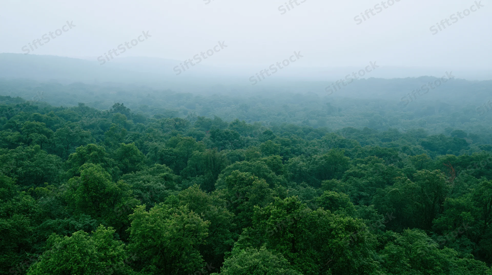 Aerial view of dense tropical forest canopy with misty mountains in the distance