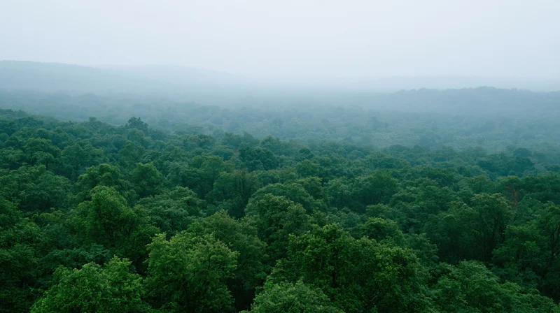 Aerial view of dense tropical forest canopy with misty mountains in the distance