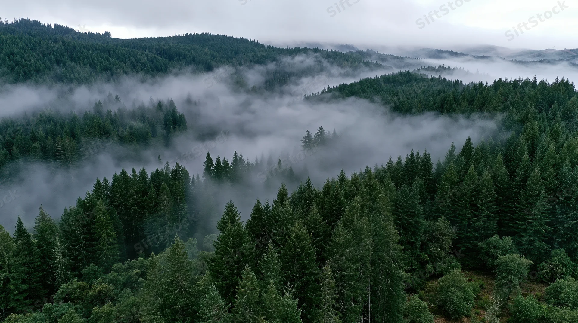 Aerial view of dense conifer forest blanketed in mist across rolling hills