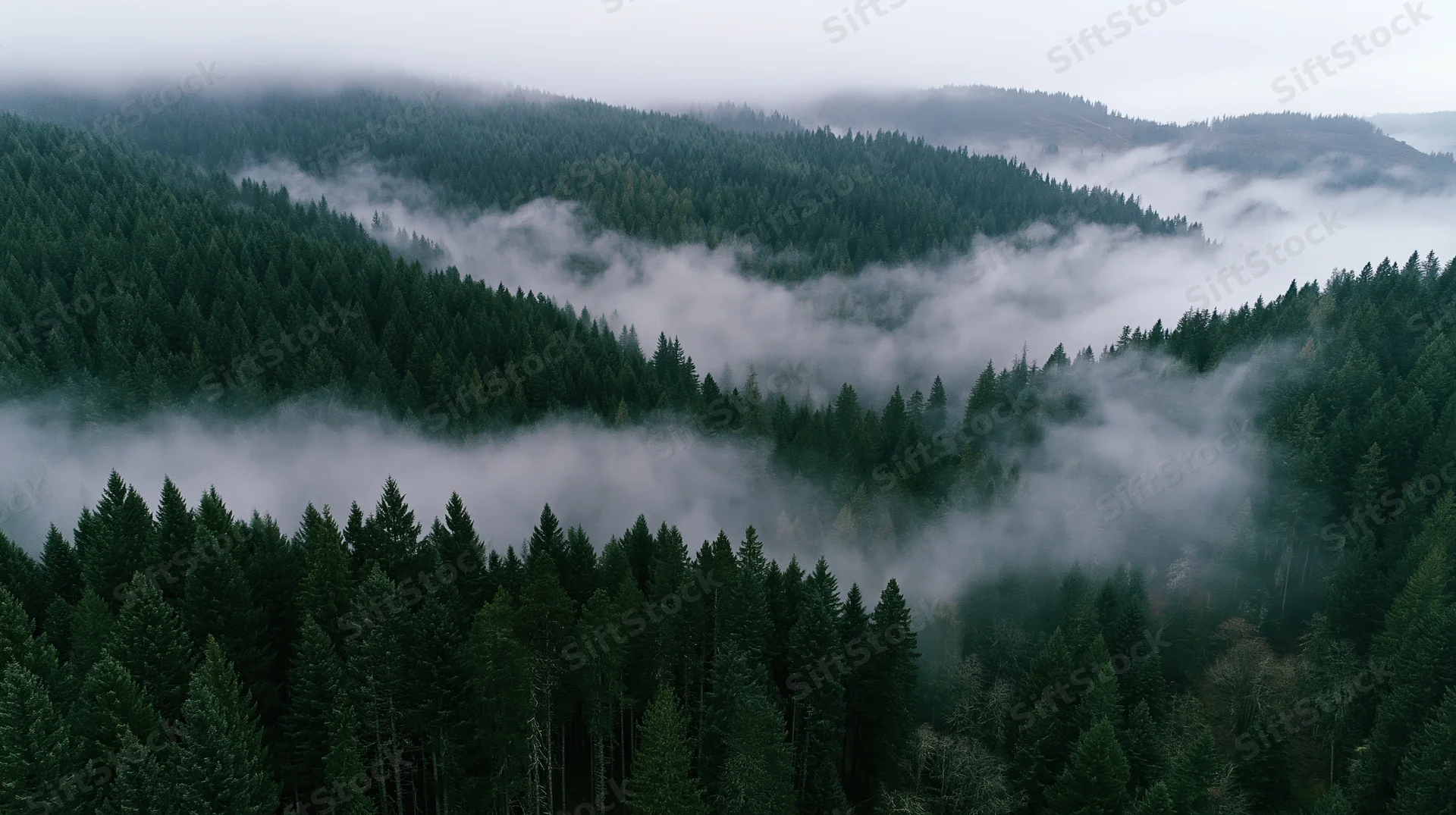 Aerial view of dense conifer forest covering rolling hills with mist drifting through the treetops