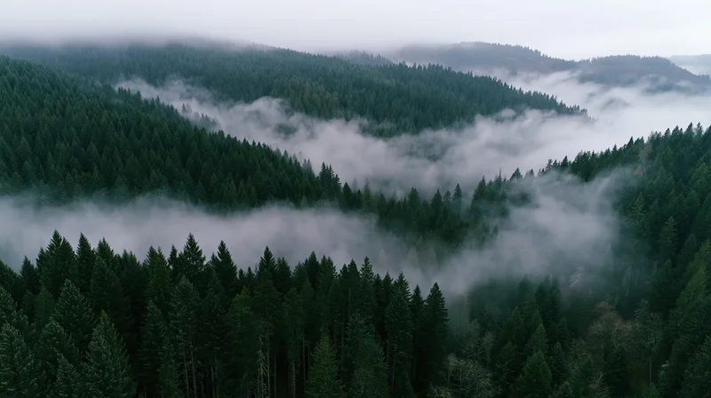 Aerial view of dense conifer forest covering rolling hills with mist drifting through the treetops