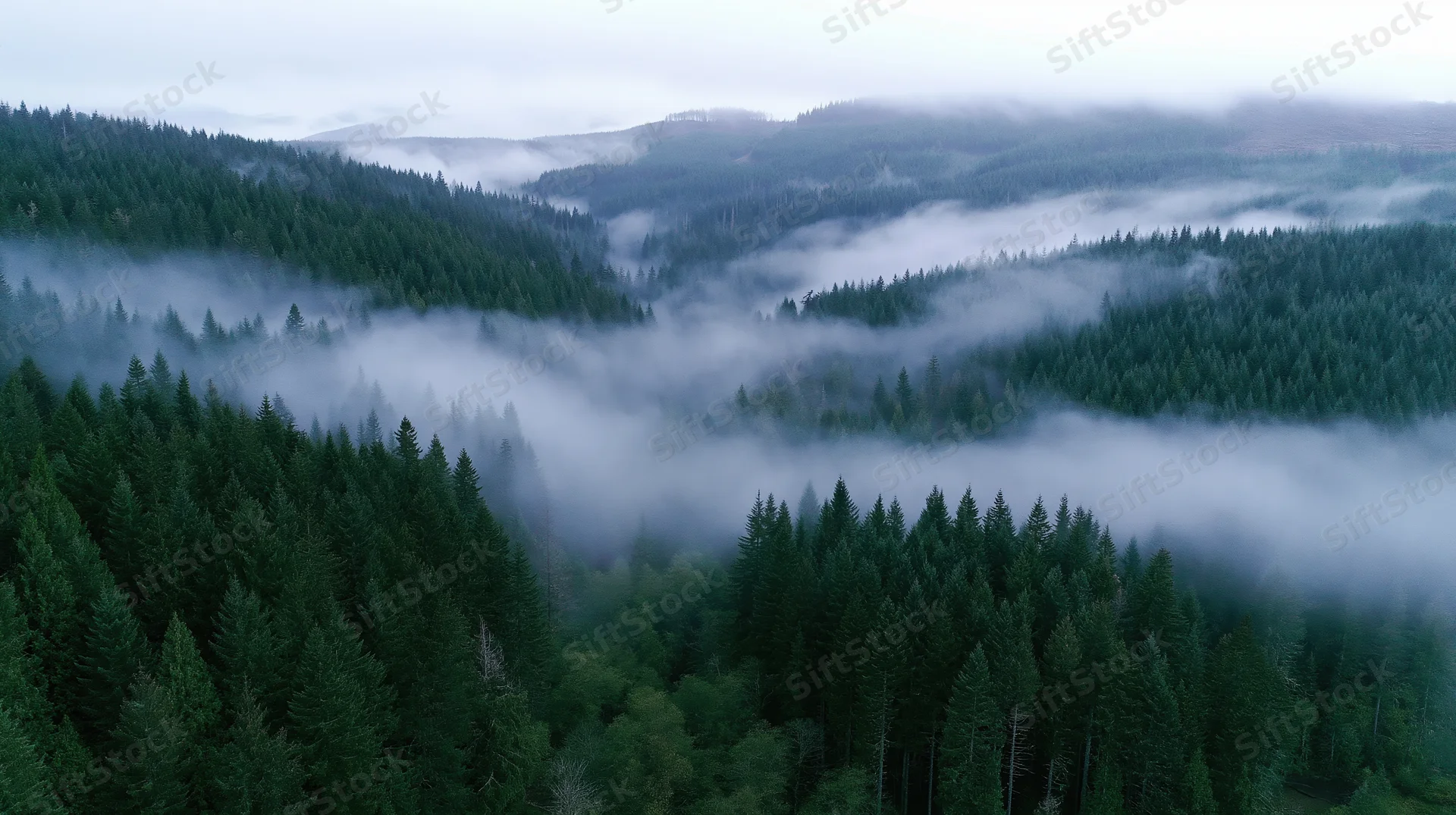 Aerial view of dense conifer forest blanketed in mist across rolling hills