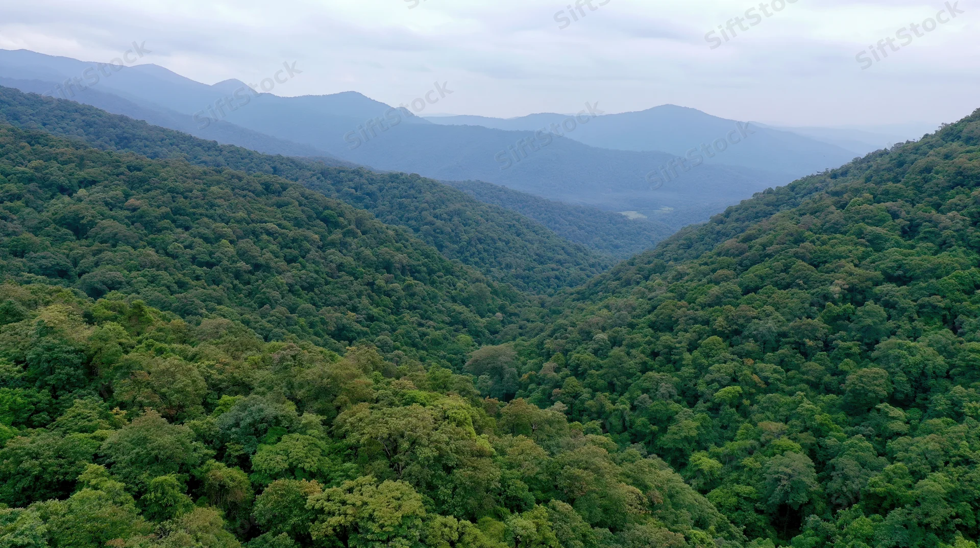 Aerial view of dense tropical rainforest canopy covering rolling mountains