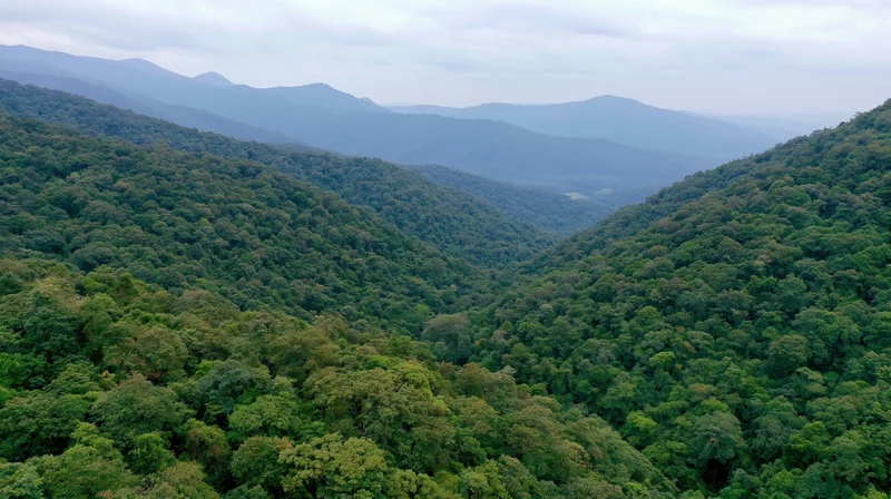 Aerial view of dense tropical rainforest canopy covering rolling mountains