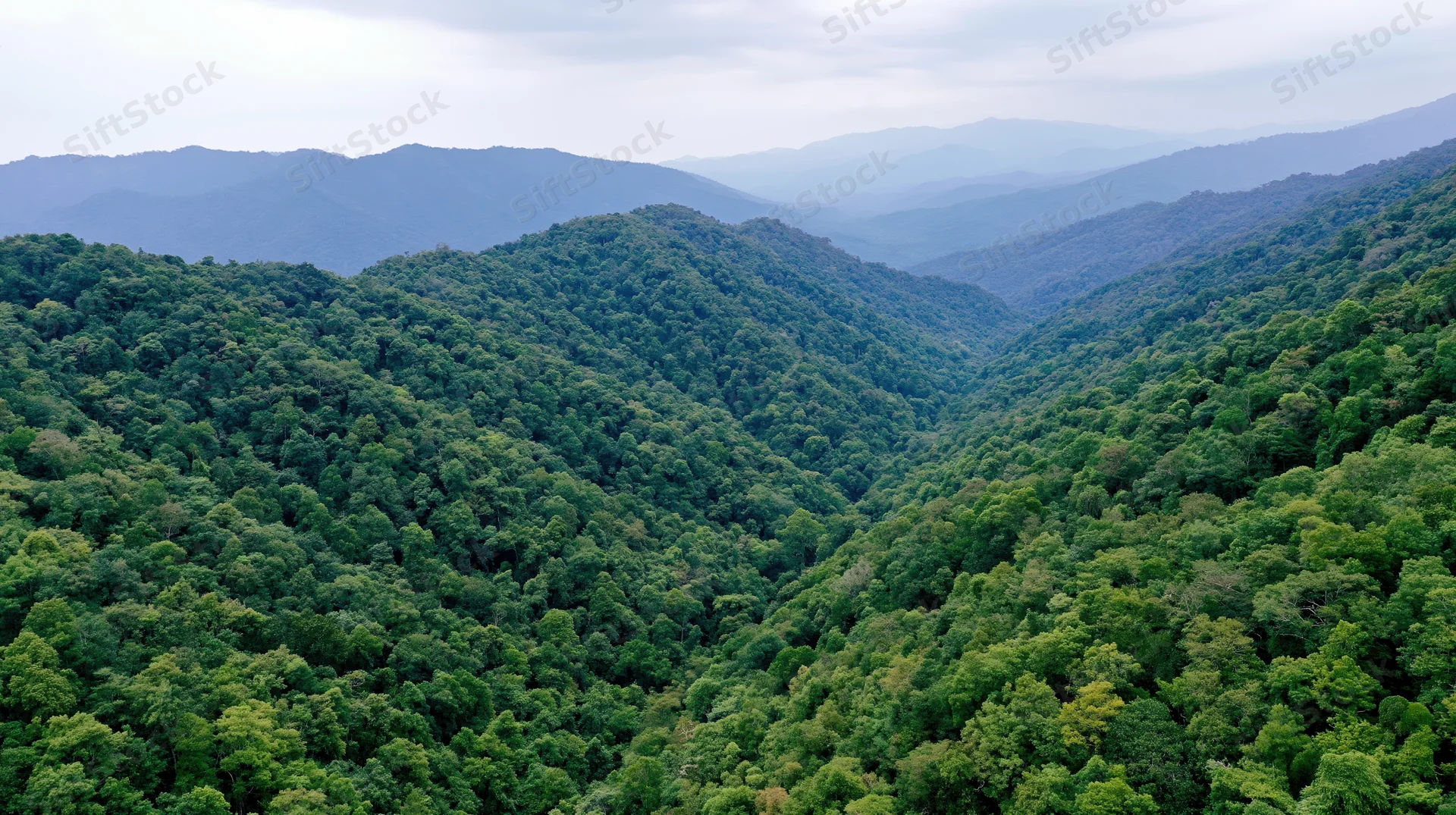 Aerial view of dense tropical rainforest canopy covering rolling mountains and valleys