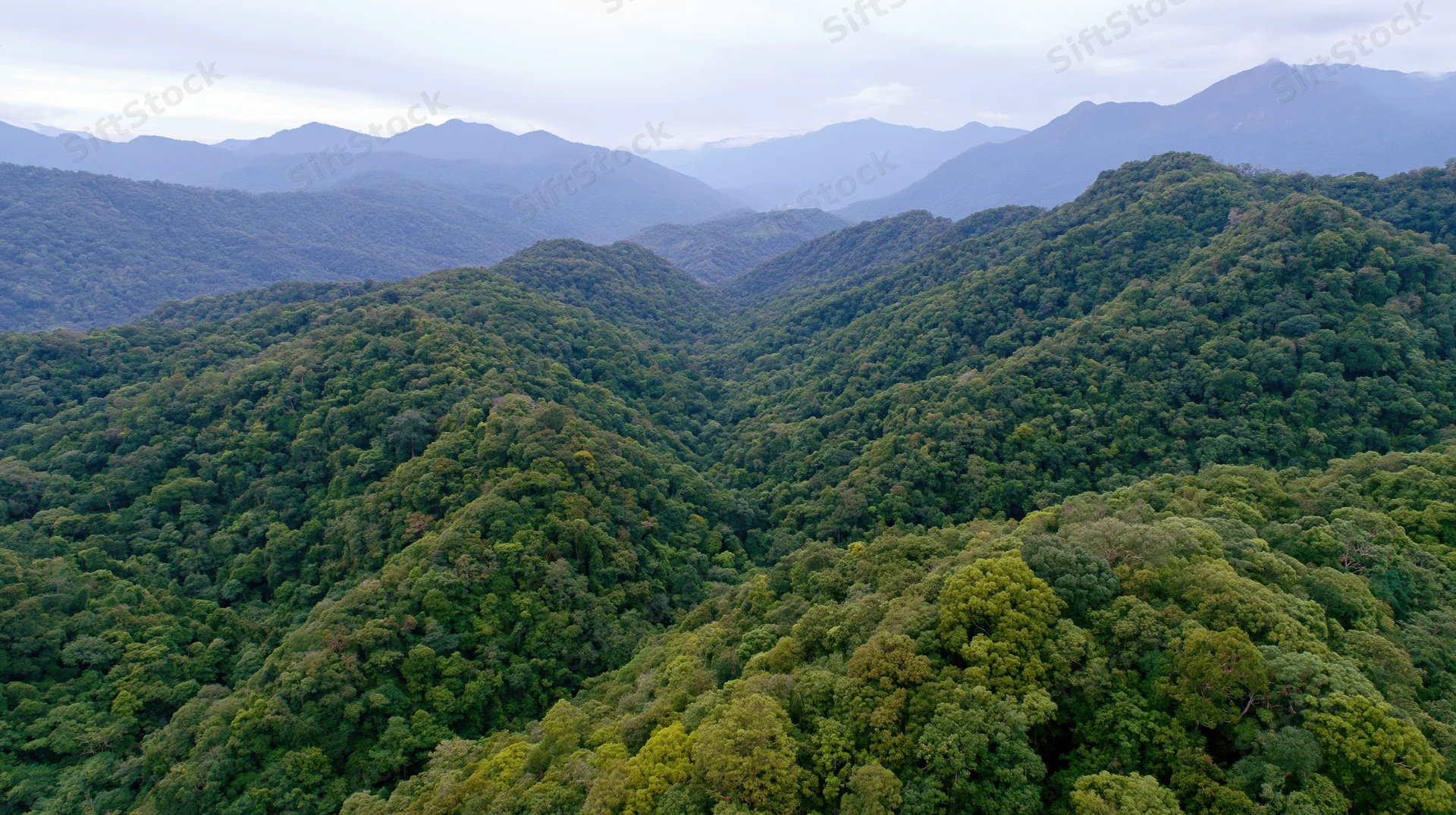 Aerial view of dense tropical rainforest canopy covering rolling mountains