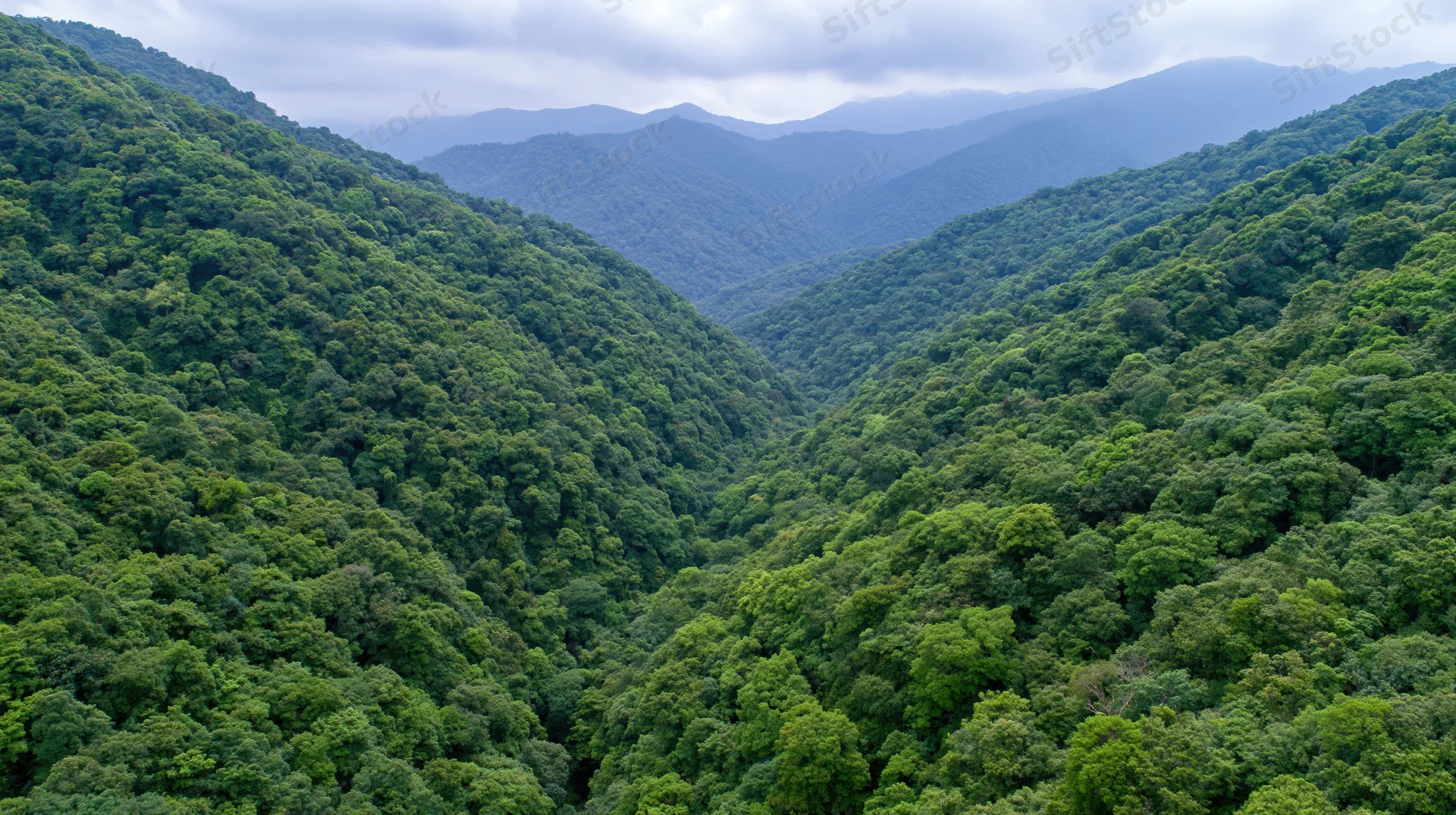 Aerial view of dense tropical rainforest canopy covering rolling mountains and valleys