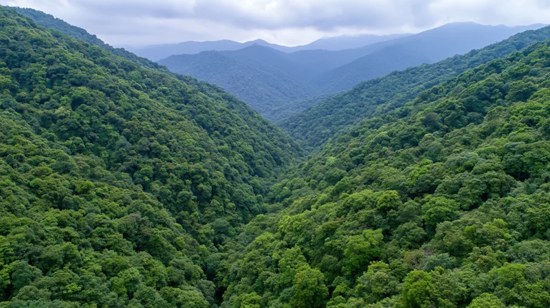 Aerial view of dense tropical rainforest canopy covering rolling mountains and valleys