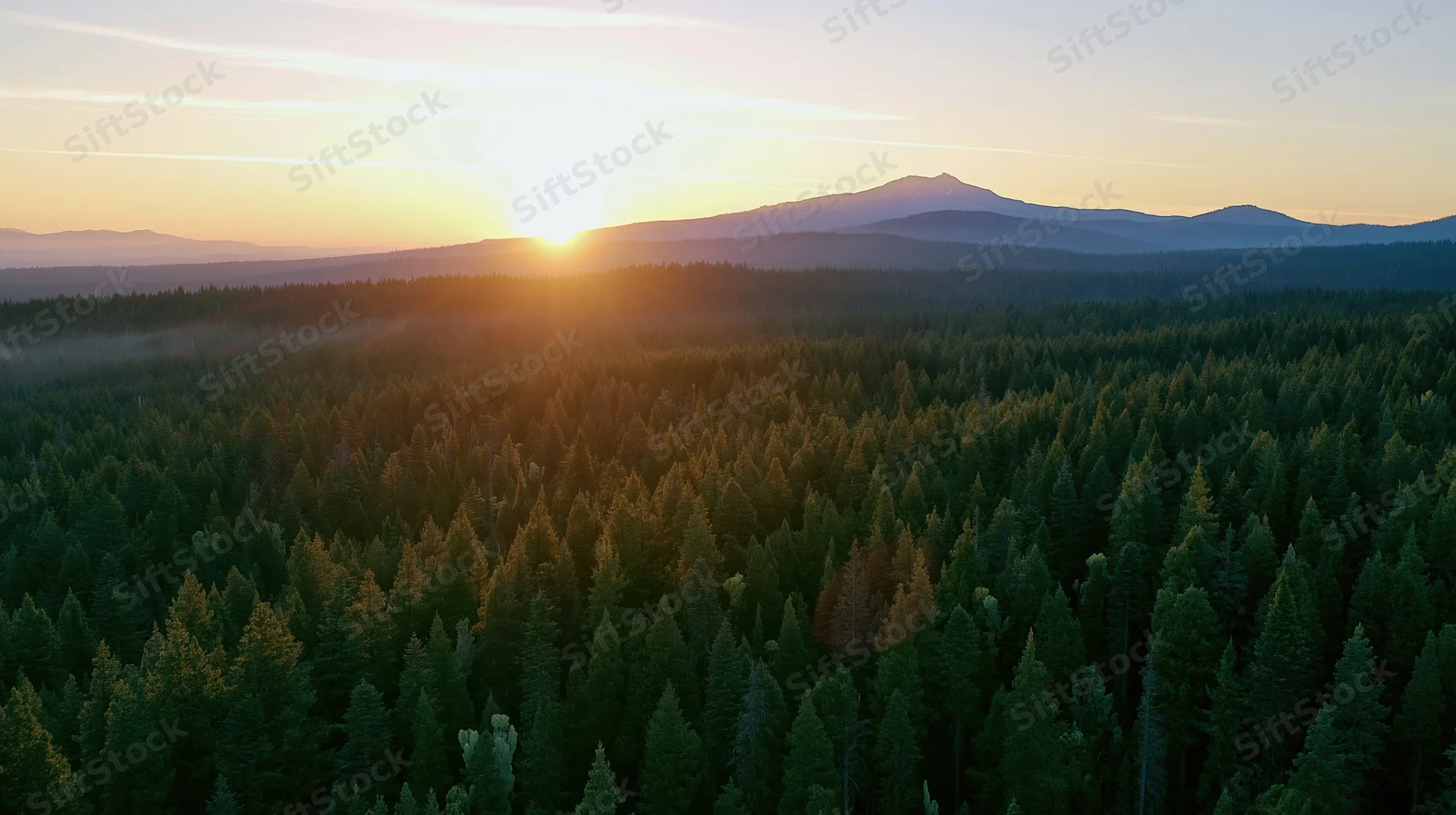 Aerial view of vast conifer forest at sunset with mountains on the horizon