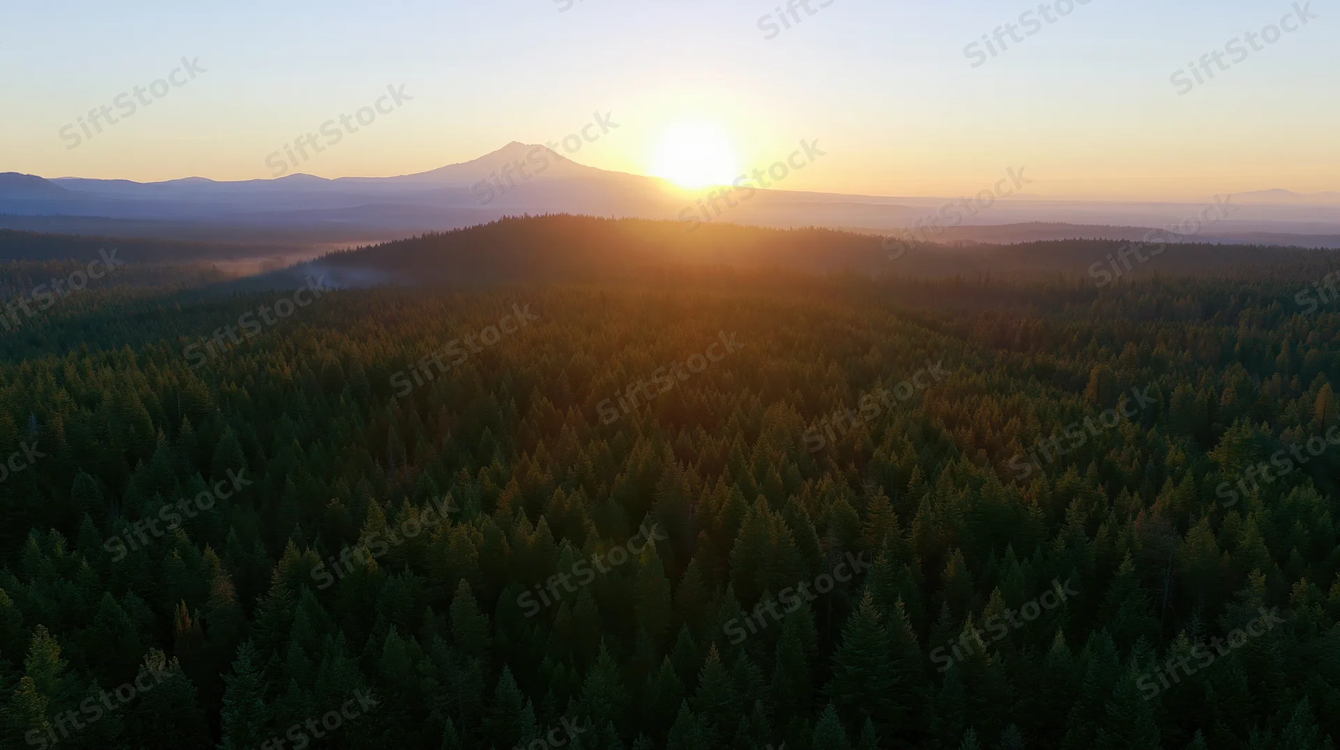Aerial view of vast conifer forest at sunset with distant mountain on horizon
