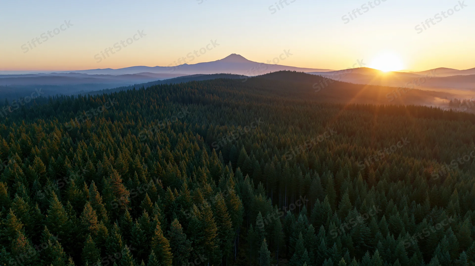 Aerial view of vast conifer forest at sunset with distant mountain on horizon
