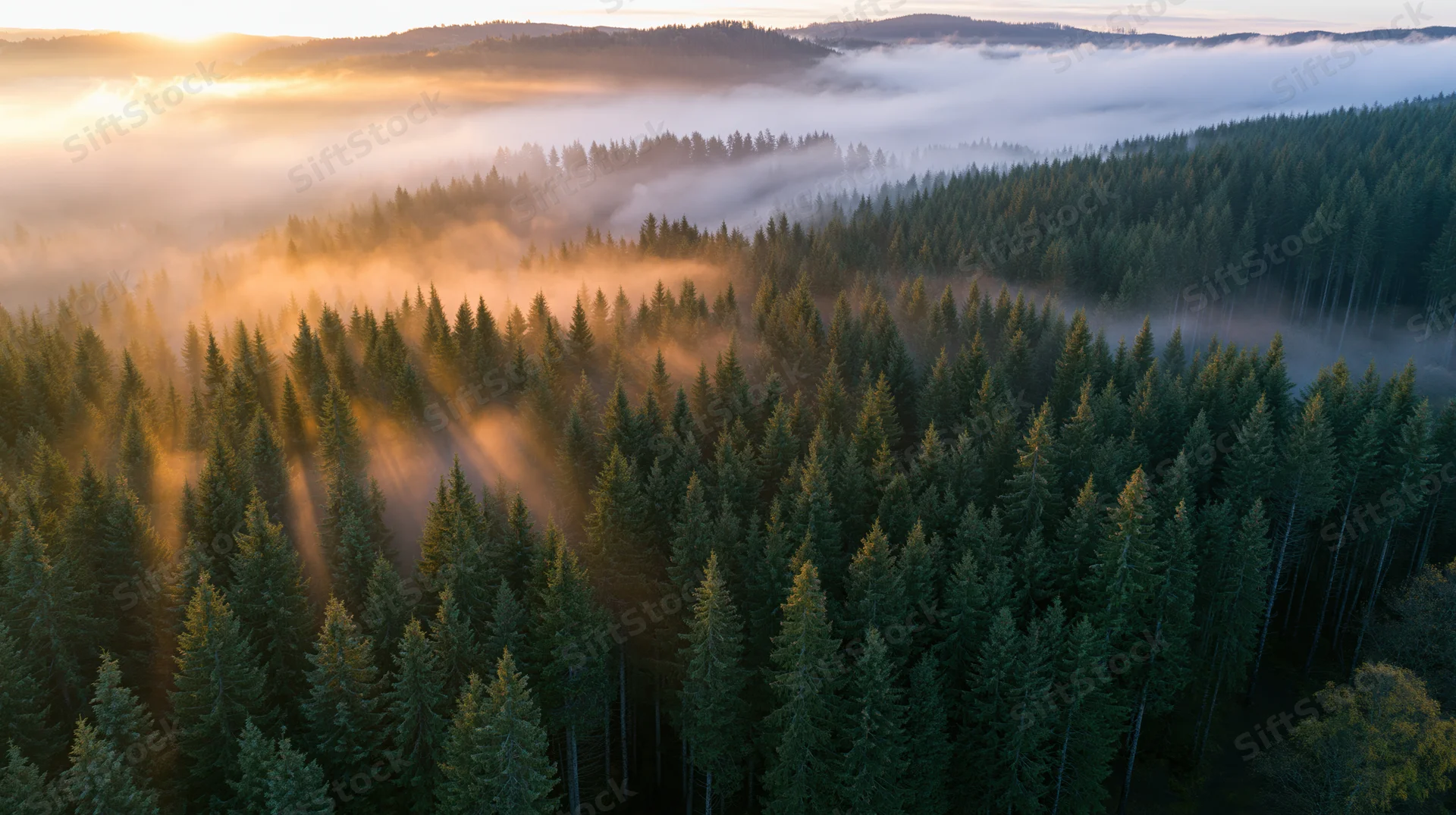 Aerial view of dense conifer forest at sunrise with mist drifting through valleys