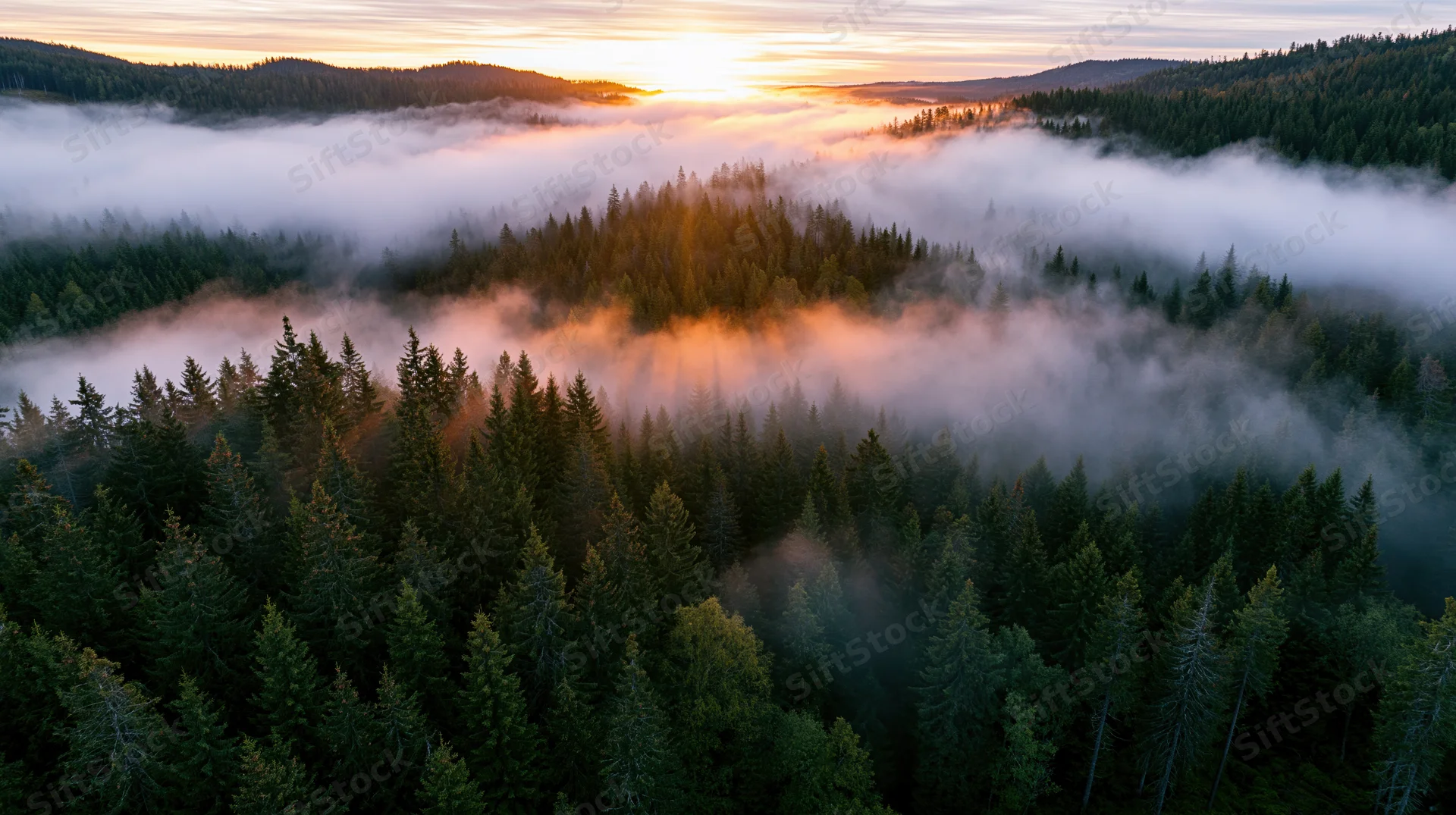 Aerial view of dense conifer forest blanketed in fog at sunrise