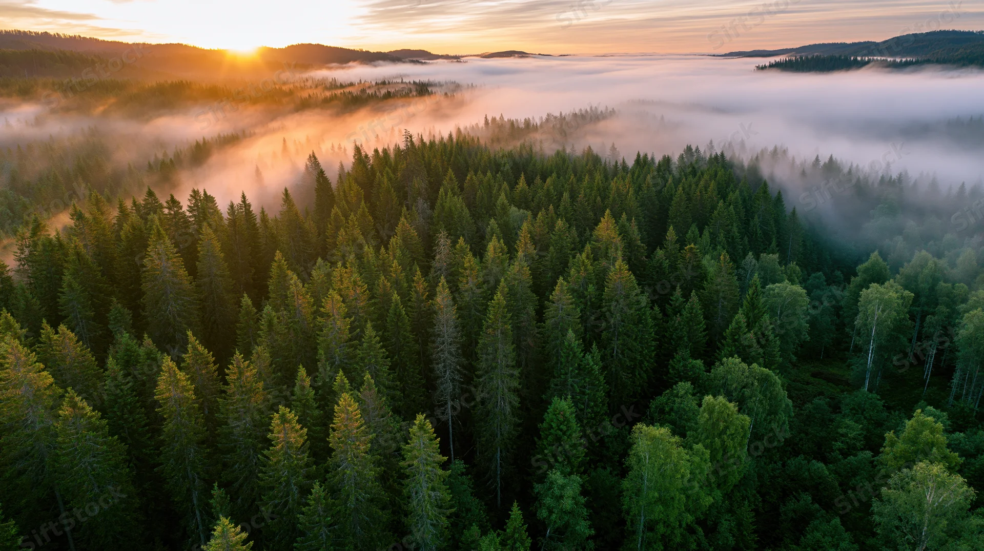 Aerial view of dense conifer forest at sunrise with mist over valley