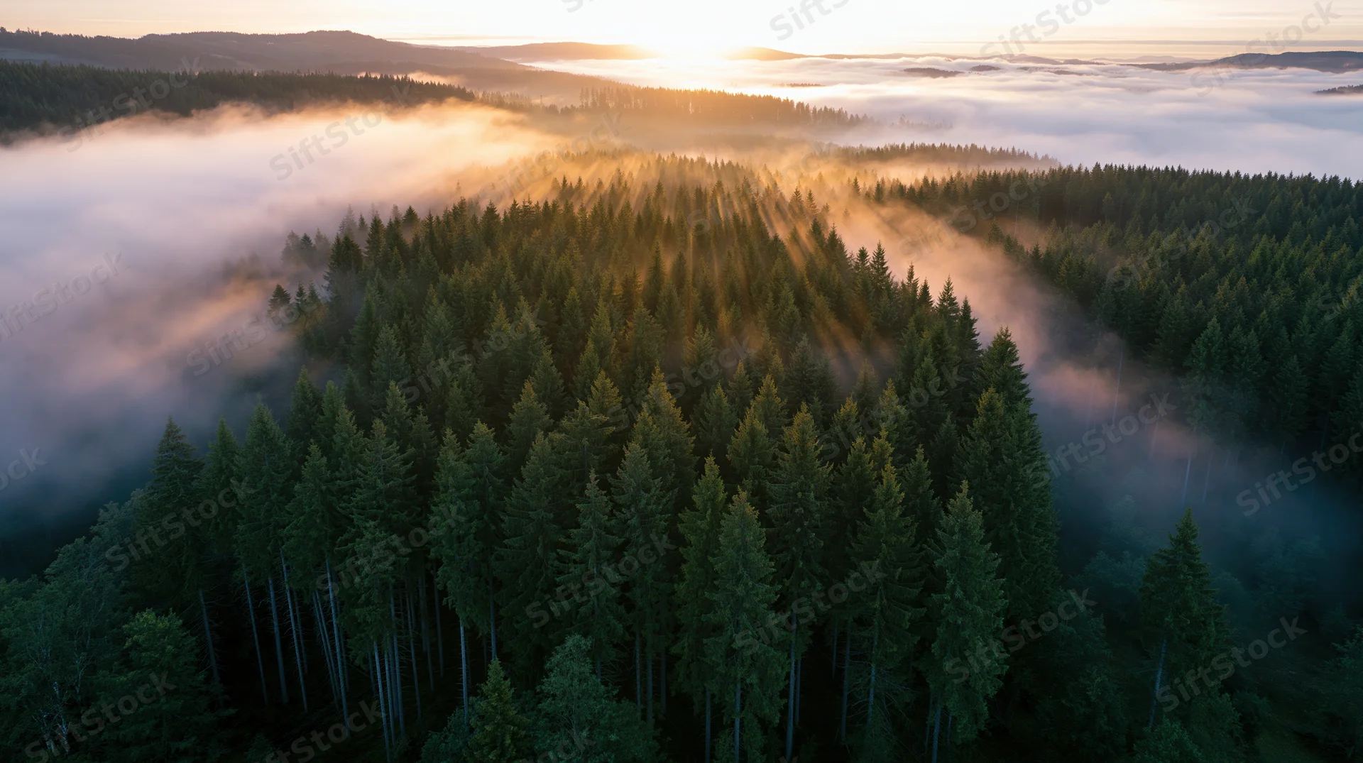 Aerial view of dense conifer forest at sunrise with mist drifting through treetops and sunlight streaming over mountains