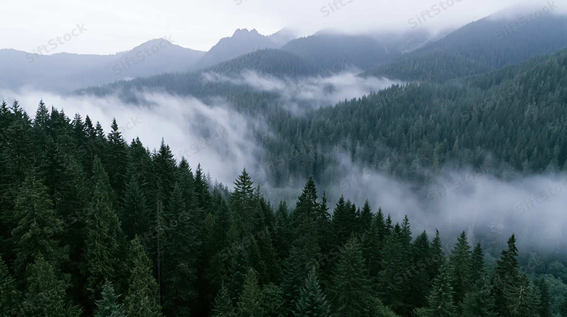 Aerial view of dense conifer forest blanketed in mist among mountains
