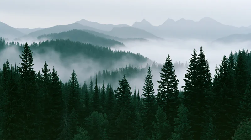 Dense conifer forest blanketed in mist with mountains in the distance