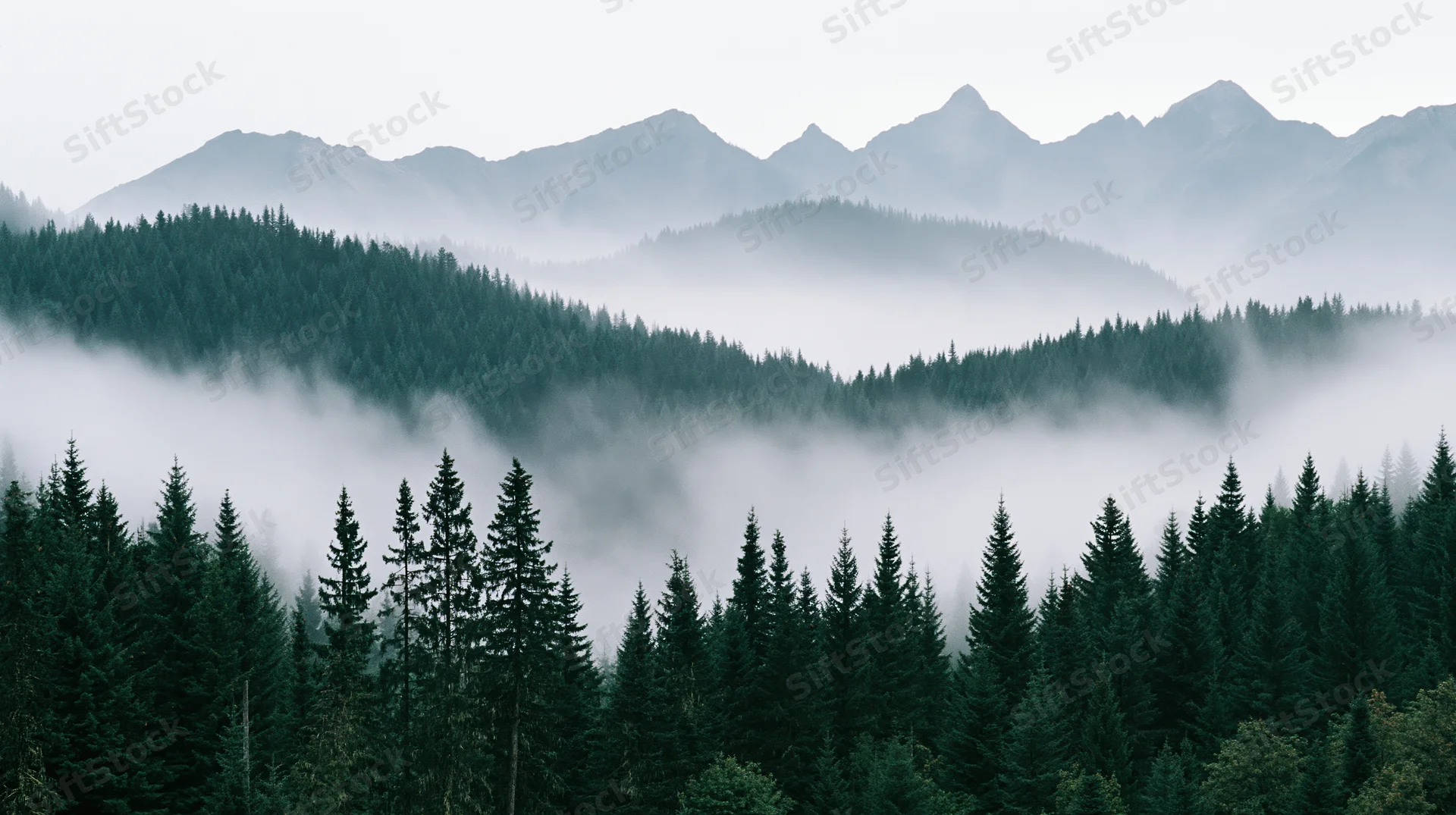 Aerial view of dense conifer forest blanketed in fog with mountains in the background