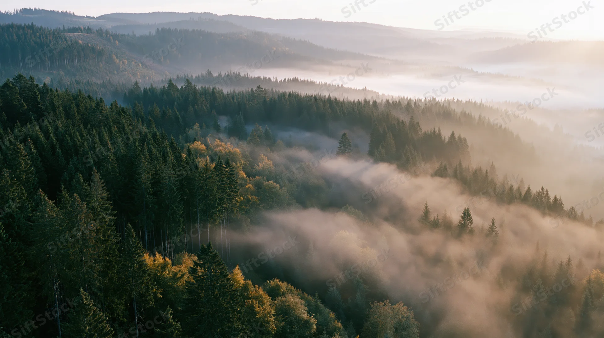 Aerial view of dense forest covering rolling hills with mist at sunrise