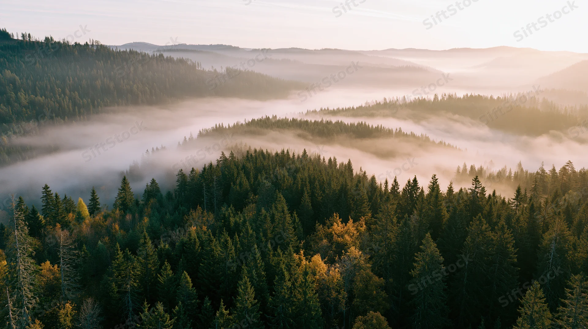 Aerial view of dense mixed forest covering rolling hills with mist at sunrise
