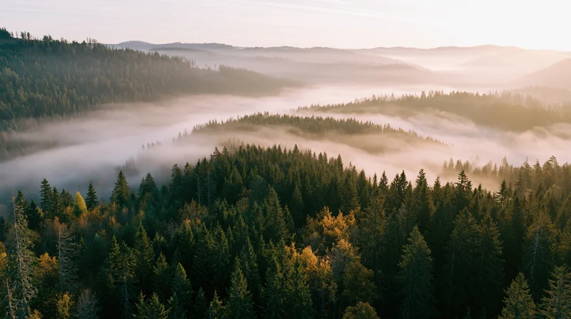 Aerial view of dense mixed forest covering rolling hills with mist at sunrise